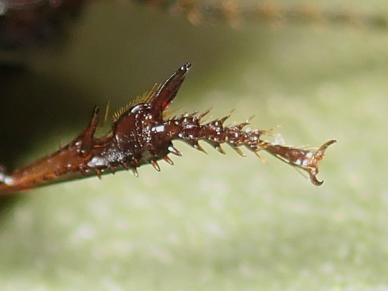 Carabo di Natale: Harpalus distinguendus